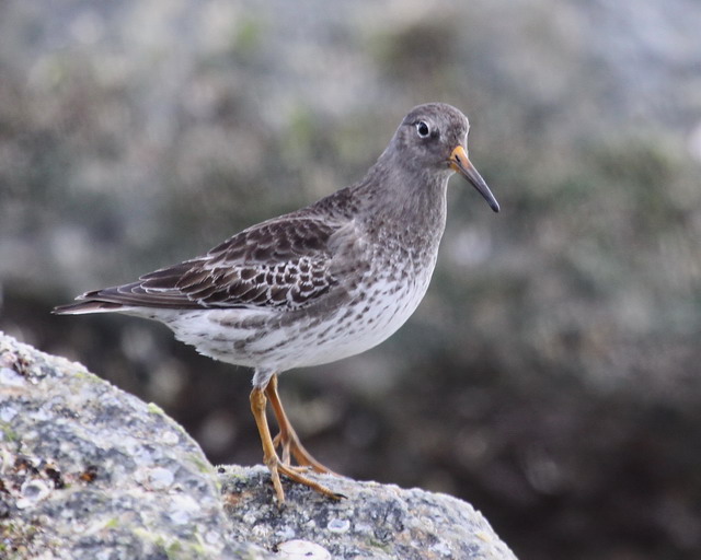 Purple Sandpiper